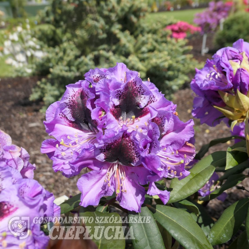 Blaue Jungs - Рододендрон гибридный - Blaue Jungs - Rhododendron hybridum