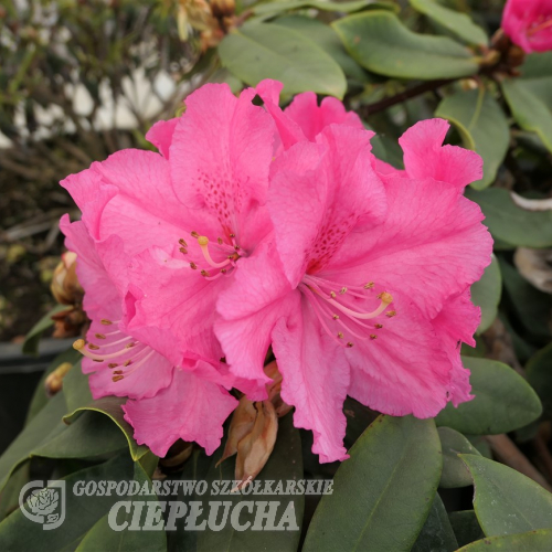 Caruso  - Рододендрон гибридный - Caruso  - Rhododendron hybrium