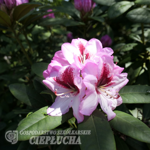 Cassata - Рододендрон гибридный - Cassata - Rhododendron hybrium