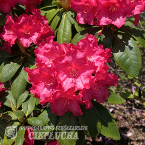 Django -brachycarpum hybr.  - Рододе́ндрон Фори́ ; Рододе́ндрон ро́зовый - Django -brachycarpum hybr.  - Rhododendron brachycarpum ; Rhododendron fauriei
