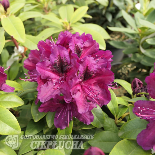 Donator - Рододендрон гибридный - Donator - Rhododendron hybridum