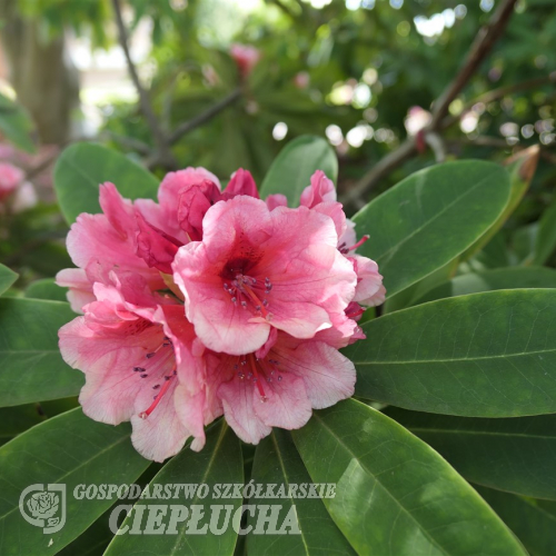 Erica Guyens- Рододендрон гибридный - Erica Guyens - Rhododendron hybridum