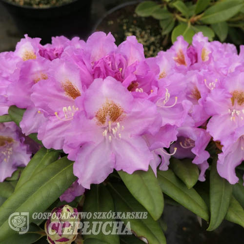 Ernest Inman - Рододендрон гибридный - Ernest Inman - Rhododendron hybridum
