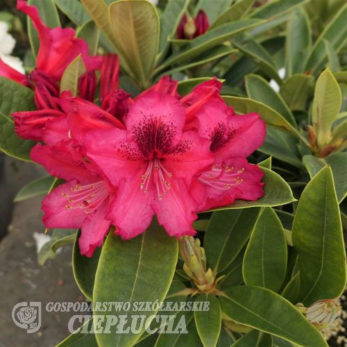 Europa 93 - Рододендрон гибридный - Europa 93 - Rhododendron hybridum