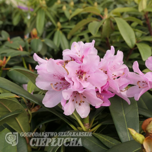 Frühlingsbeginn - Рододендрон гибридный - Frühlingsbeginn - Rhododendron hybridum