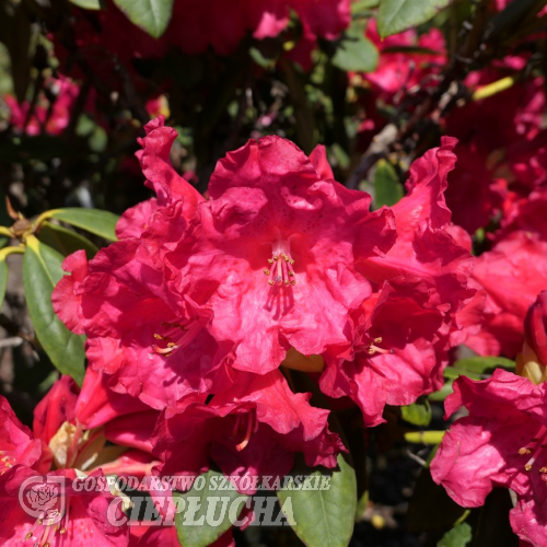 Fruhlingsluhen- Рододендрон гибридный - Fruhlingsluhen - Rhododendron hybridum