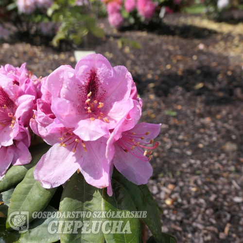Georg Maier - Рододендрон гибридный - Georg Maier - Rhododendron hybridum