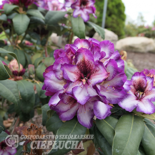 HANS HACHMANN - 'Hachhans' - Рододендрон гибридный - HANS HACHMANN - 'Hachhans' - Rhododendron hybridum