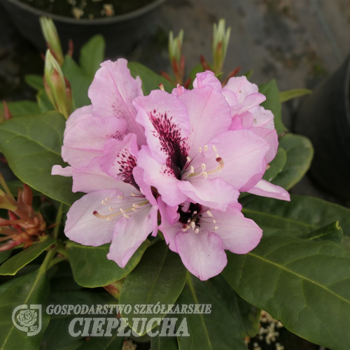 Herbstfreude - Рододендрон гибридный - Herbstfreude - Rhododendron hybridum