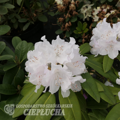 Hercules - Рододендрон гибридный - Hercules - Rhododendron hybridum