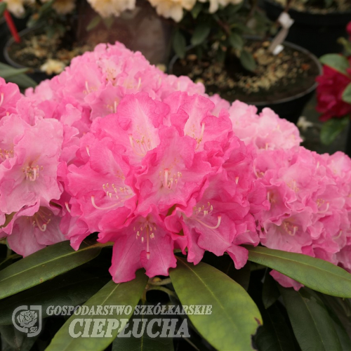 Hachmann's Karianne - Рододендрон гибридный - Hachmann's Karianne - Rhododendron hybridum