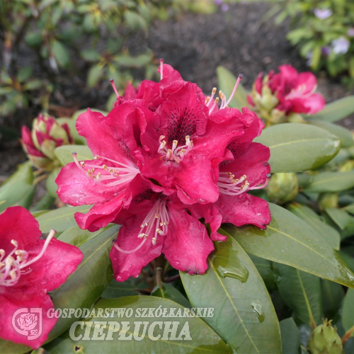 Karl Naue - Рододендрон гибридный - Rhododendron hybridum 'Karl Naue'