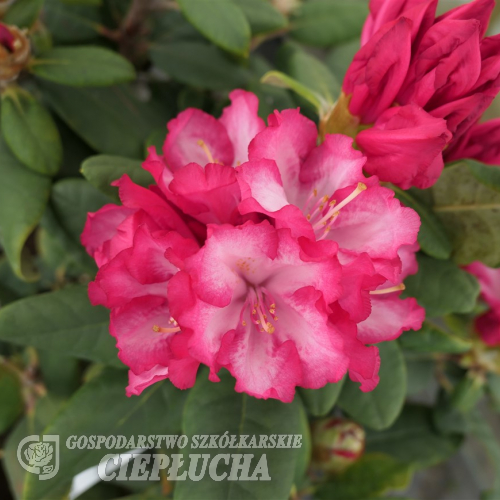 Kokette - Рододендрон гибридный - Kokette - Rhododendron hybridum