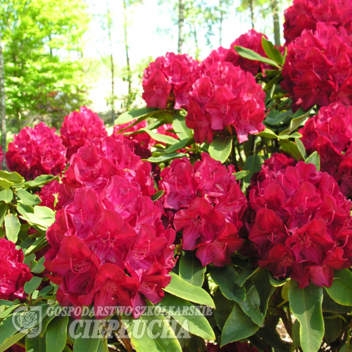 Lem's Stormcloud- Рододендрон гибридный - Lem's Stormcloud - Rhododendron hybridum