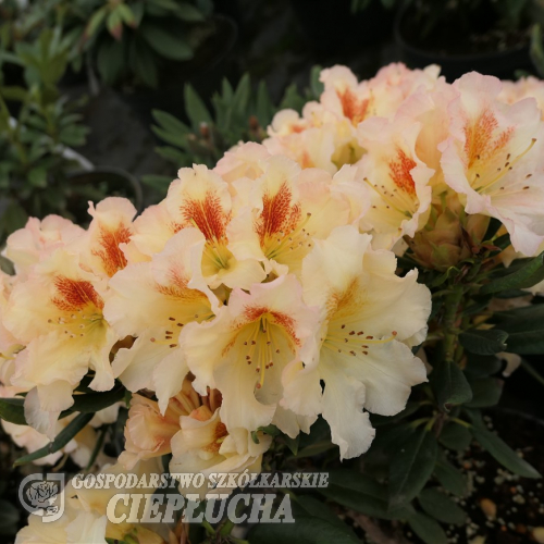 Marietta - Рододендрон гибридный - Marietta - Rhododendron hybridum