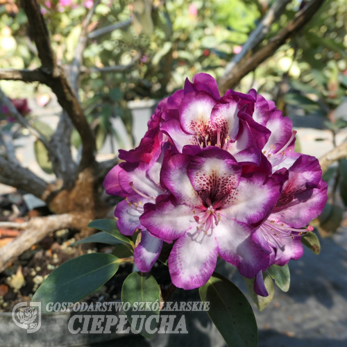 Midnight Mystique - Рододендрон гибридный - Midnight Mystique - Rhododendron hybridum