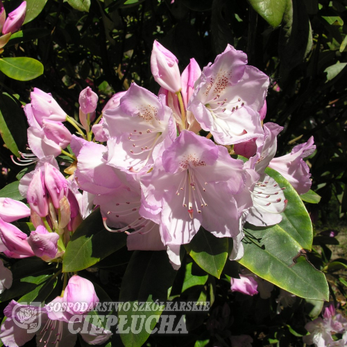 Mrs Charles E. Pearson- Рододендрон гибридный - Mrs Charles E. Pearson - Rhododendron hybridum