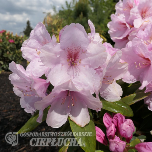 Paola - Рододендрон гибридный - Paola - Rhododendron hybridum