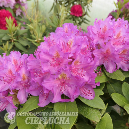 Pink Purple Dream PBR - Rhododendron hybrids - Pink Purple Dream PBR - Rhododendron hybridum