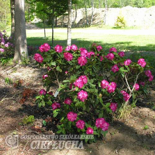 Prof. Horst Robenek - różanecznik wielkokwiatowy - Prof. Horst Robenek - Rhododendron hybridum