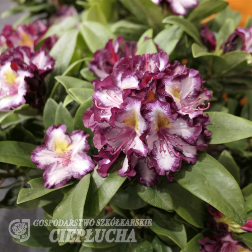 Pushy Purple - Рододендрон гибридный - Pushy Purple - Rhododendron hybridum