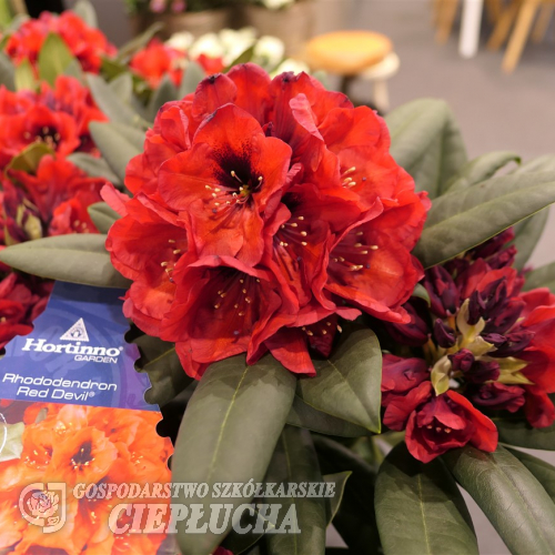 Red Devil - Рододендрон гибридный - Red Devil - Rhododendron hybridum