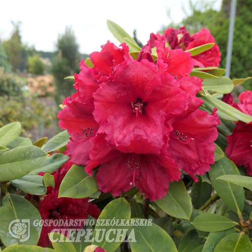 Red Jack - różanecznik wielkokwiatowy - Red Jack - Rhododendron hybridum