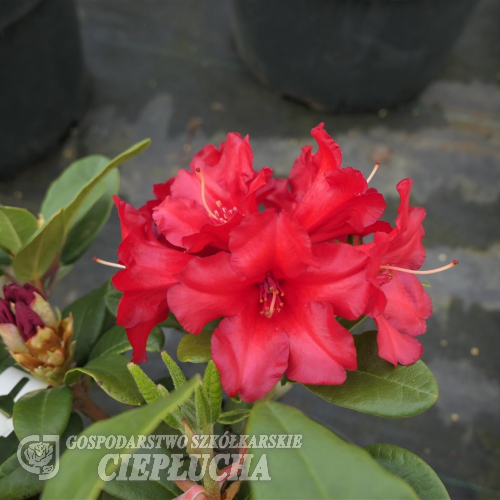 Rotkäppchen - Рододендрон ползучий - Rotkäppchen - Rhododendron repens
