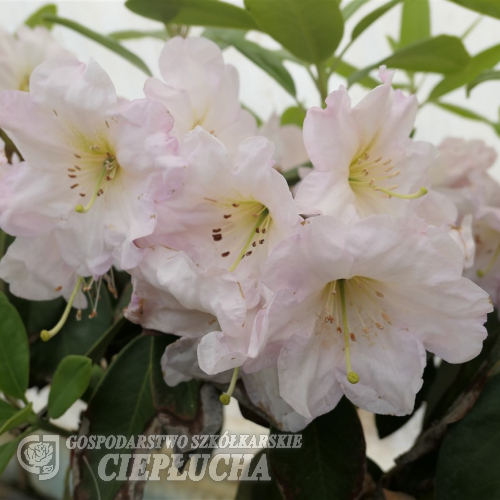 Sir Charles Butler - Рододендрон гибридный - Sir Charles Butler - Rhododendron hybridum