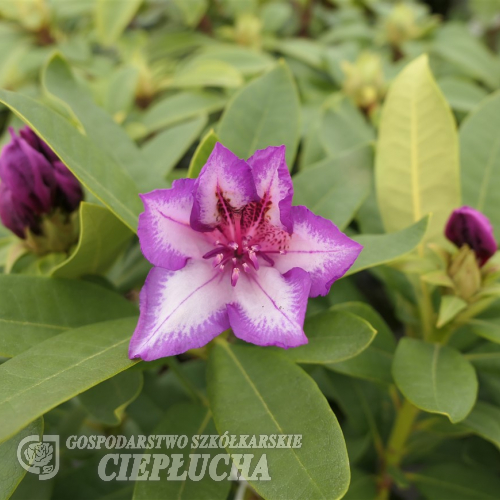 Sternschnuppe - Рододендрон гибридный - Sternschnuppe - Rhododendron hybridum