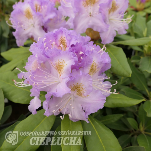 Virginia Delp - Рододендрон гибридный - Virginia Delp - Rhododendron hybridum