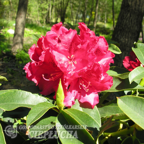 Wilgens Ruby - różanecznik wielkokwiatowy - Wilgens Ruby - Rhododendron hybridum