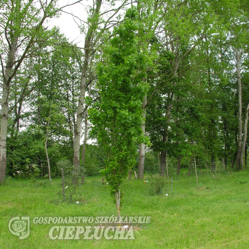 Quercus robur 'Fastigiata' - Дуб черешчатый - Quercus robur 'Fastigiata'