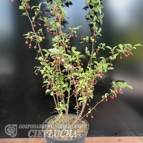 Elaeagnus multiflora 'Sweet Scarlet' - Лох многоцветковый - Elaeagnus multiflora 'Sweet Scarlet'