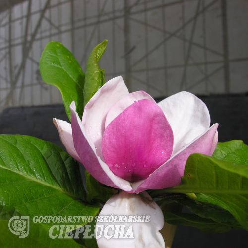 Cameo - magnolia Soulange’a; magnolia pośrednia - Cameo - Magnolia × soulangeana