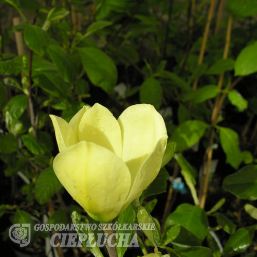 Maxine Merrill - magnolia - Maxine Merrill - Magnolia