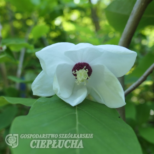 Pride of Norway - Магнолия Зибольда - Pride of Norway - Magnolie sieboldii