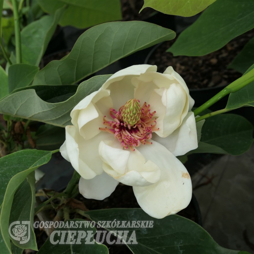Summer Solstice - magnolia - Summer Solstice - Magnolia; (magnolia globosa x magnolia obovata)