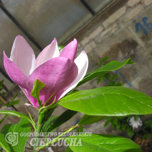 x soulangeana 'Old Port' - spruce magnolia - x soulangeana 'Old Port' - Magnolia x soulangeana