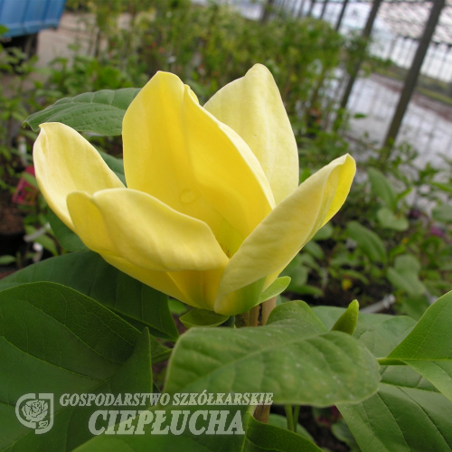 Yellow Bird - magnolia brooklińska - Yellow Bird - magnolia x brooklynensis