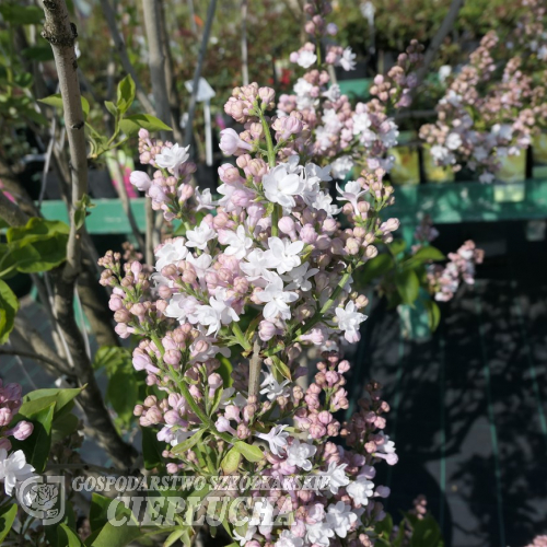 Syringa vulgaris 'Krasavitsa Moskvy' - BEAUTY OF MOSCOW - Gemeiner Flieder - Syringa vulgaris 'Krasavitsa Moskvy' - BEAUTY OF MOSCOW