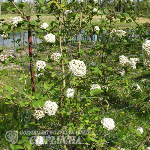 Viburnum carlesii - Калина Карльса - Viburnum carlesii