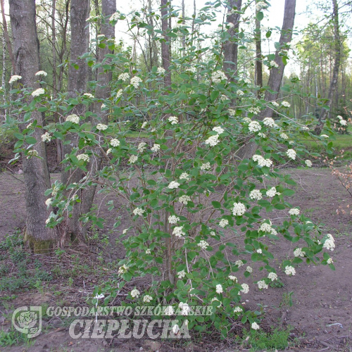 Viburnum lantana - wayfarer ; wayfaring tree - Viburnum lantana