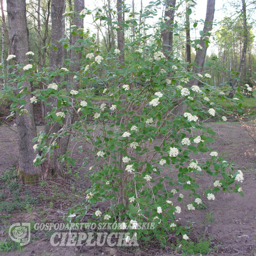 Viburnum lantana - Wollige Schneeball - Viburnum lantana