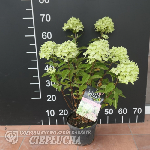 Hydrangea paniculata LITTLE LIME 'Jane' ® - hortensja bukietowa - Hydrangea paniculata LITTLE LIME 'Jane' ®