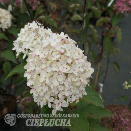 Hydrangea paniculata 'Living Cotton Cream' - Гортензия метельчатая - Hydrangea paniculata 'Living Cotton Cream'