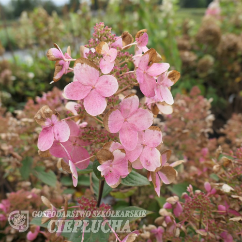 Hydrangea paniculata 'Pink Diamond' - Rispenhortensie - Hydrangea paniculata 'Pink Diamond'