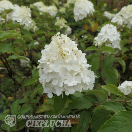 Hydrangea paniculata 'Polar Bear' PBR - Panicle hydrangea - Hydrangea paniculata 'Polar Bear' PBR