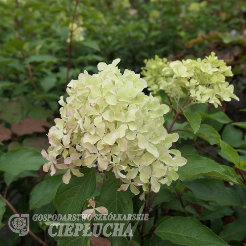 Hydrangea paniculata 'Renvagor' ROMANTIC ACE - hortensja bukietowa - Hydrangea paniculata 'Renvagor' ROMANTIC ACE