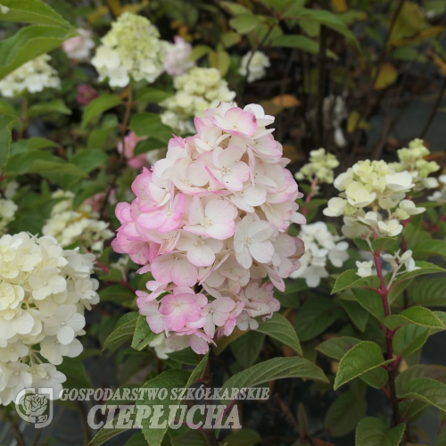 Hydrangea paniculata 'Rensun' SUNDAE FRAISE PBR - Panicle hydrangea - Hydrangea paniculata 'Rensun' SUNDAE FRAISE PBR